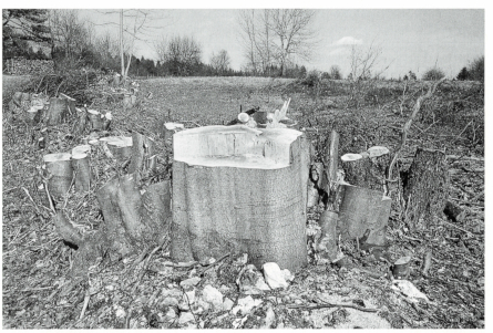 Ecological hedgerow management of an old-aged hedge on a mound of stones