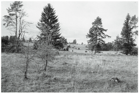 Re-grazing of a deforested pine-spruce wood after ecological heath management