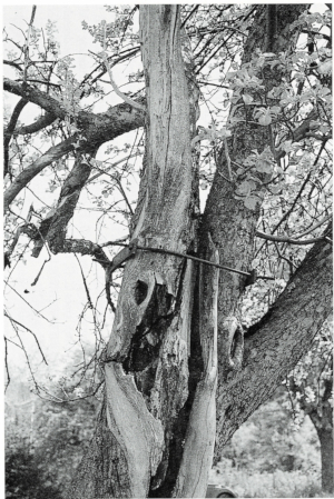 Conservation of old fruit-tree in traditional orchard