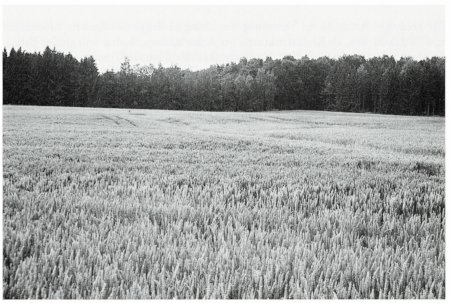 Micro-structures in arable land and distribution of Skylark territories 3