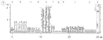 Kleinacker-Bewirtschaftung und Feldgärten für Würger und Steinkauz  -  Mimicking of traditional multi-crop cultivation for Shrikes and Little Owl 1