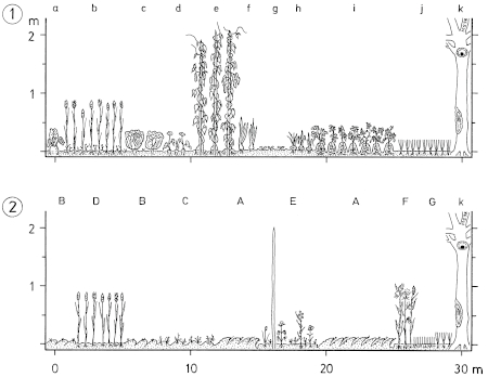 Mimicking of traditional multi-crop cultivation on arable land