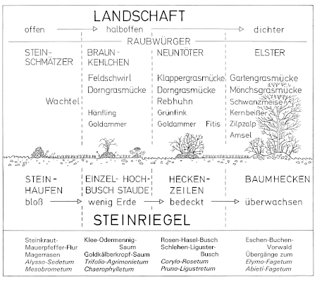 Vogel-Arten der Steinriegel-Hecken-Landschaften -  Hecken-Sukzession