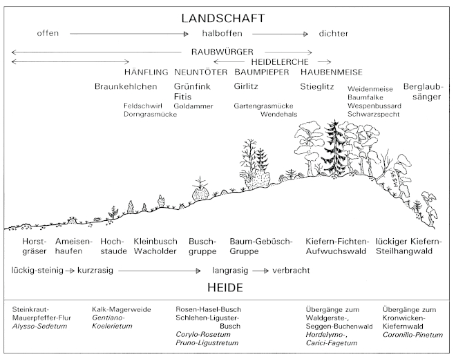 Vogel-Arten in Wacholderheide-Landschaften -  Heide-Sukzession