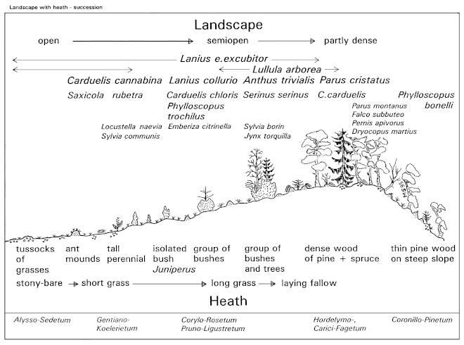 Bird species of landscapes with juniper-heath and naturally grown open wood