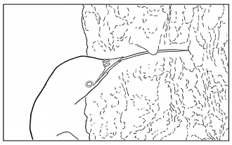 Wryneck, tongue-darting