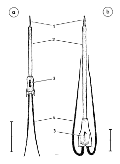 Tongue of 'ground woodpeckers' - isolated