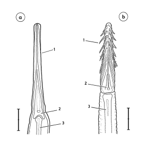 Horny tip of the tongue of 'ground woodpeckers'