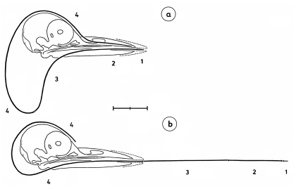 Extension of the tongue of the Green Woodpecker