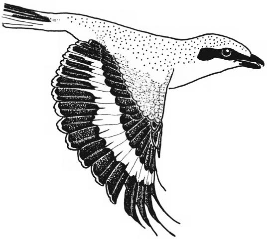 fliegender Raubwürger, von der Seite / flying Great Grey Shrike in lateral view