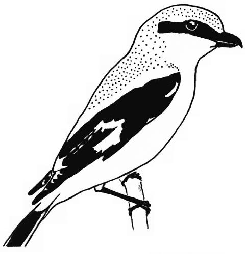 Raubwürger von der Seite / Great Grey Shrike in side view