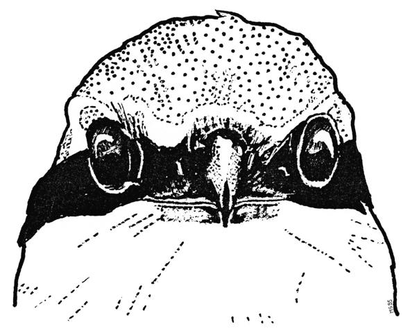 Würger - Kopf von vorne / Shrike - head in front view