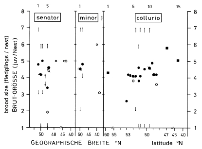 Brood size of shrikes L. senator, minor and collurio, in relation to latitude