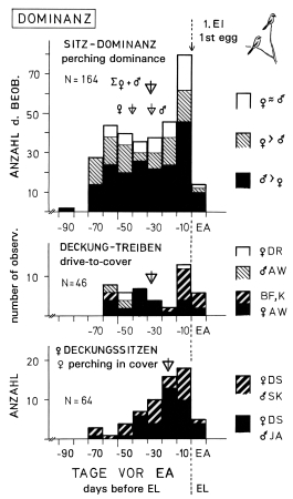 Dominance relationships in breeding pairs during pair-formation