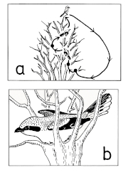 Nest-site display behaviour of the Great Grey Shrike