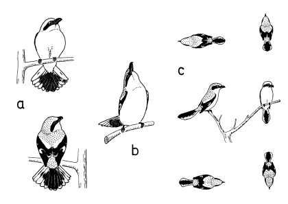 Courtship display of Great Grey Shrike