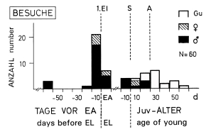 Visits from outside to breeding-territories by Great Grey Shrikes