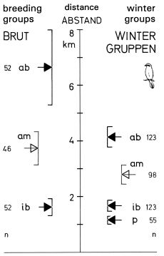 Distances of territories in breeding- and winter-groups of the Great Grey Shrike in the SW-Alb region