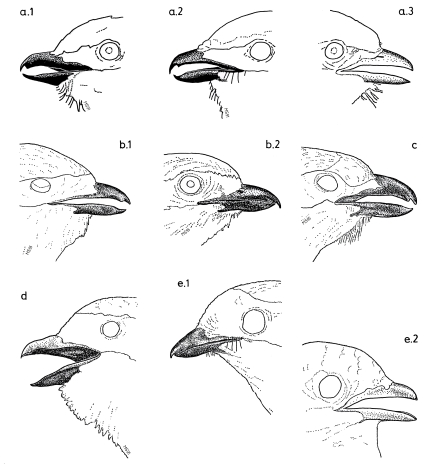 Bill of shrikes 1