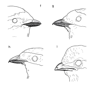 Bill of shrikes 2