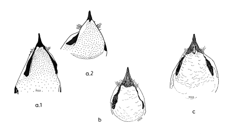 Head of shrikes in top view