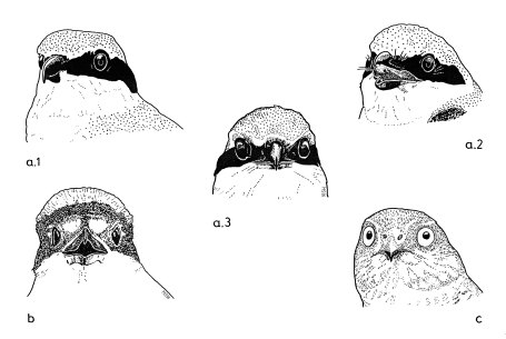 Head of shrikes in front view: position of the eyes