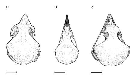 Skulls of a shrike, and a diurnal and a nocturnal raptor