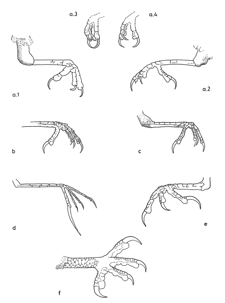 Feet of shrikes, compared to other songbirds and a diurnal raptor