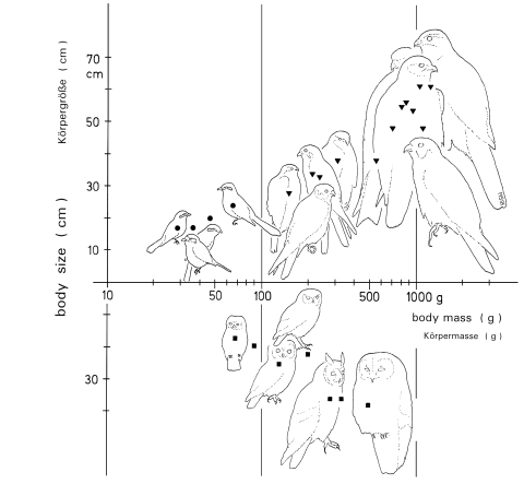 Body size and body mass of shrikes, and of raptors in shrike habitats