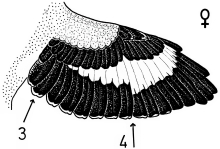 female Great Grey Shrike - spread wing