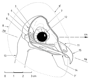 Head of Barn Owl in lateral view - facial ruff