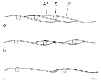 A15 - Fig.6 Visible parts of remiges when spreading the wing