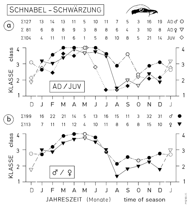 A15 - Fig.11  Seasonal changes of bill colour of Great Grey Shrike L. e. excubitor - from field observations