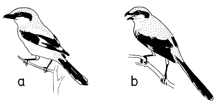 A15 - Fig.12  Breeding birds of Great Grey Shrike L. e. excubitor in Switzerland - potential male and female from photos