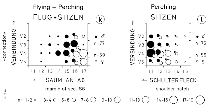 A15 - Fig.14-3 Sex characteristics on the wing of the Loggerhead Shrike L. ludovicianus - in museum skins