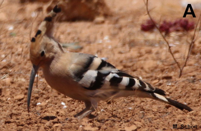 A41 - Fig.A Hoopoe probing, before tossing movement