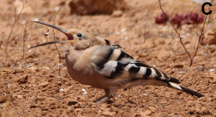 A41 - Fig.C Tossing back of prey
